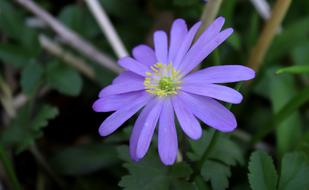 Anemone Nature Flower