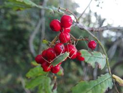 Autumn Leaves Colorful Golden