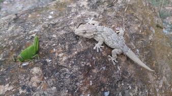 Lizard Reptilia Animalia