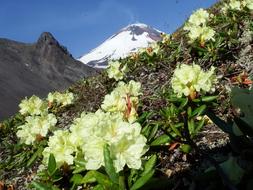 Volcano The Foot Flowers
