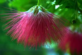 Callistemon Flower Nature