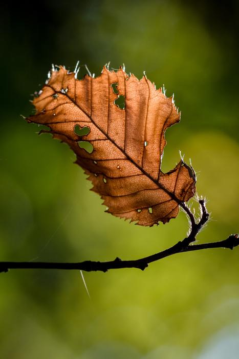 Leaf Autumn Leaves Fall