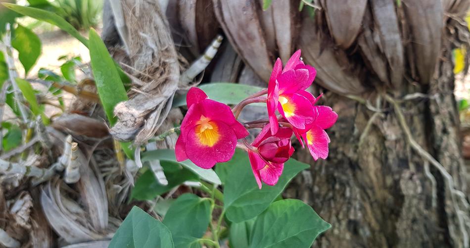 Orchid Red Yellow