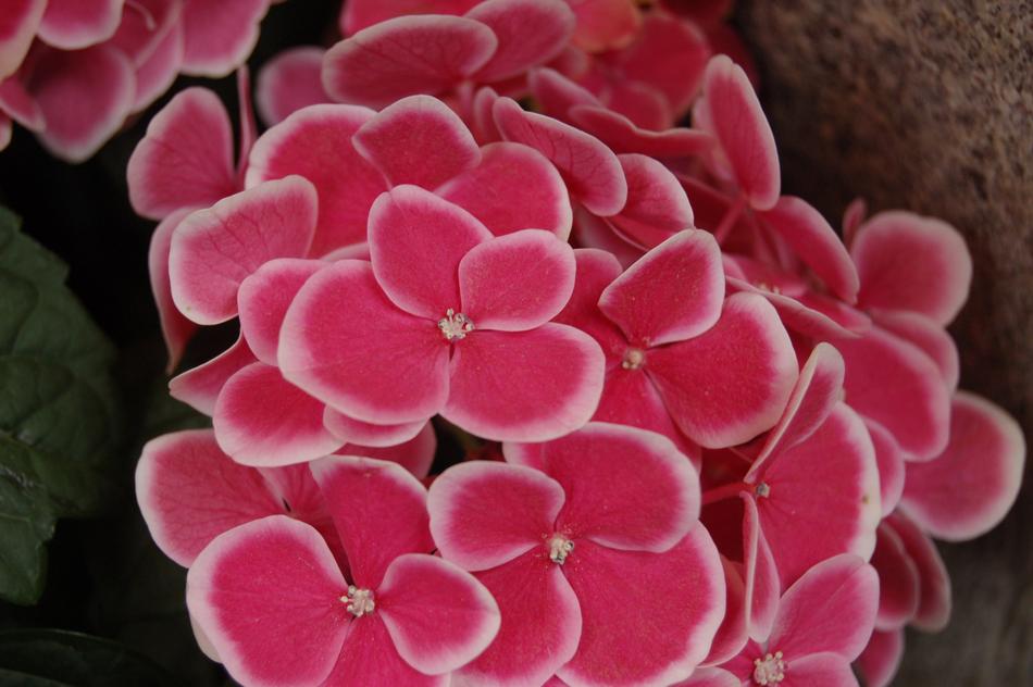 Wallpaper Nature Flower