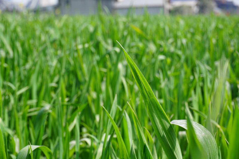 Green Ye Tian