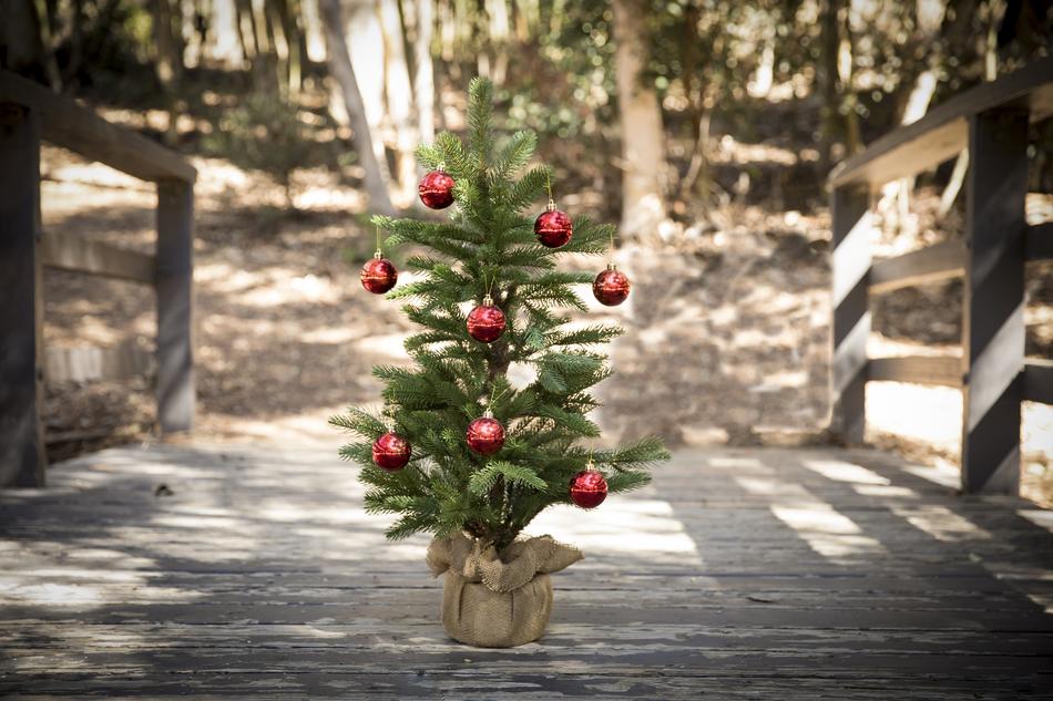 Christmas small Tree in Forest