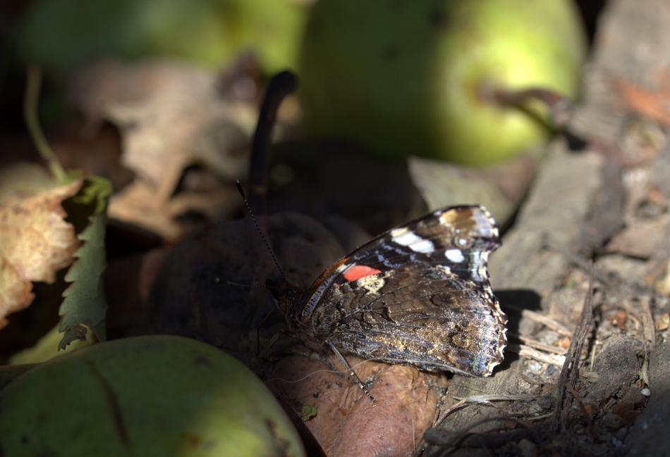 lonely butterfly in a tree
