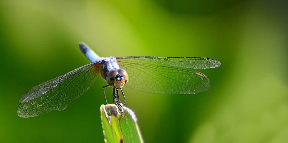 Dragonfly Insect Nature