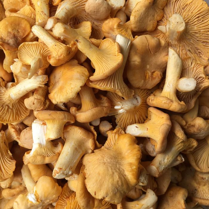 ripe edible mushrooms