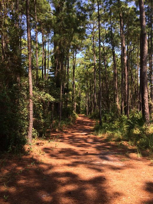 Forest Path Nature