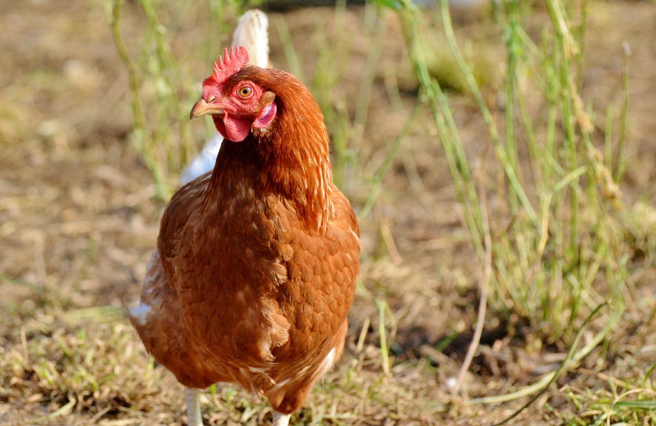 Chicken Hen Poultry Free