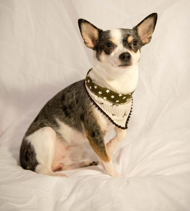 Dog Small Pet