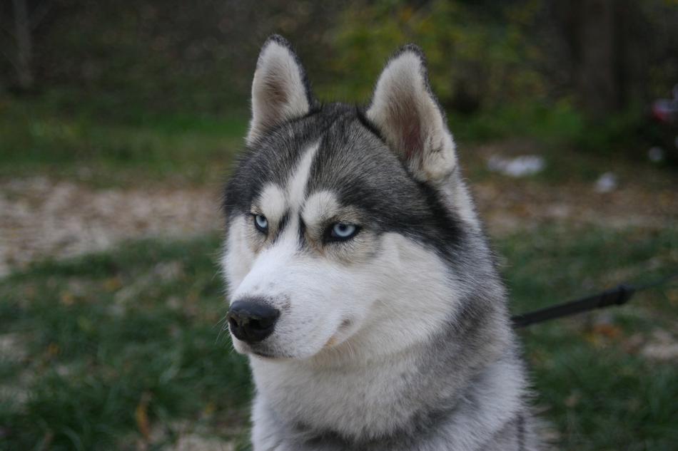 Husky Blue Eyes Breeds Of Dogs