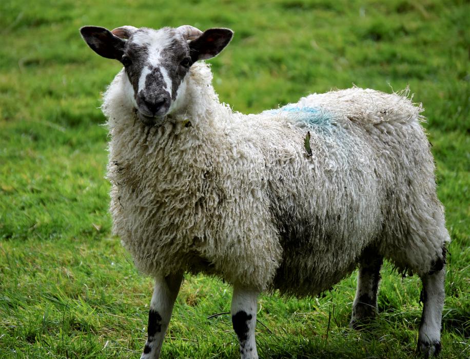 Sheep Animal Lamb