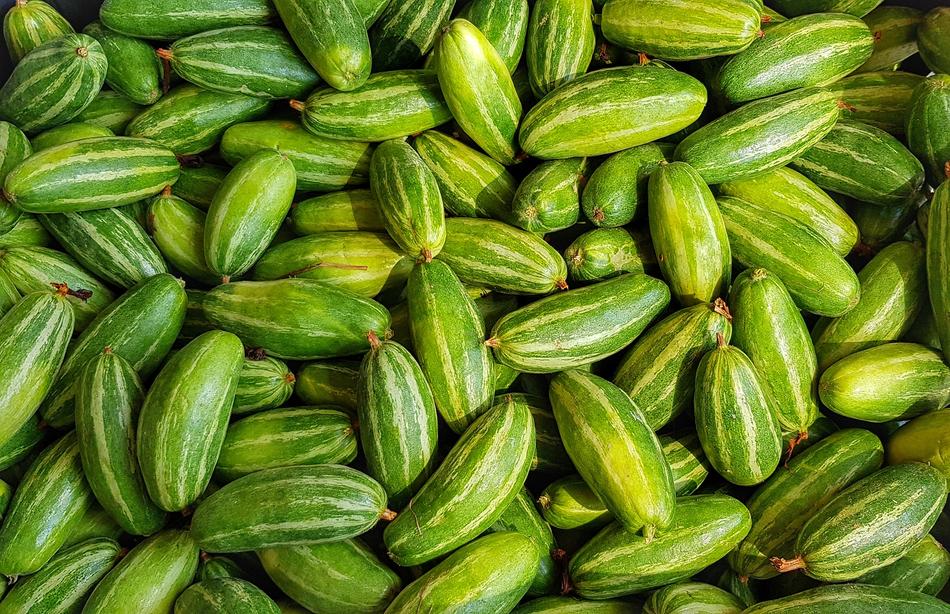 Healthy ripe cucumbers