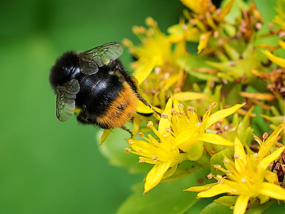Hummel Macro Close-Up Photography