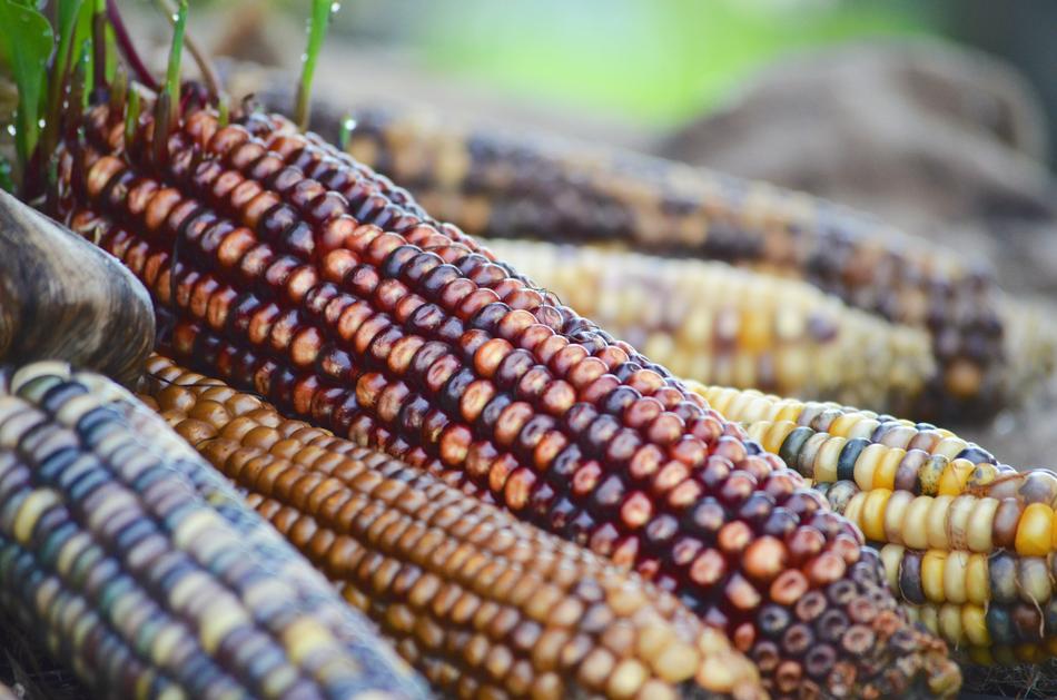 Indian Corn Fall Colors Autumn