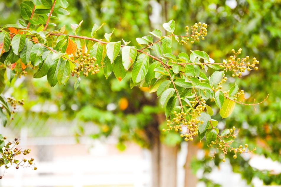 Crepe Myrtle Bush