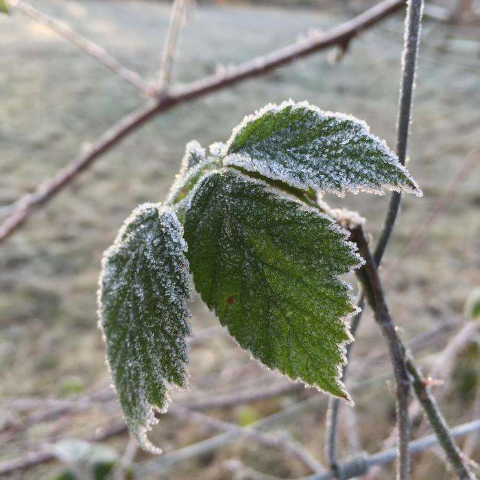 Leaf Nature Plant