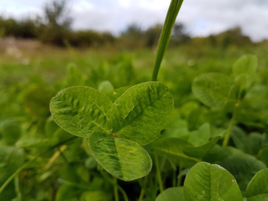 Leaf Green Leaves