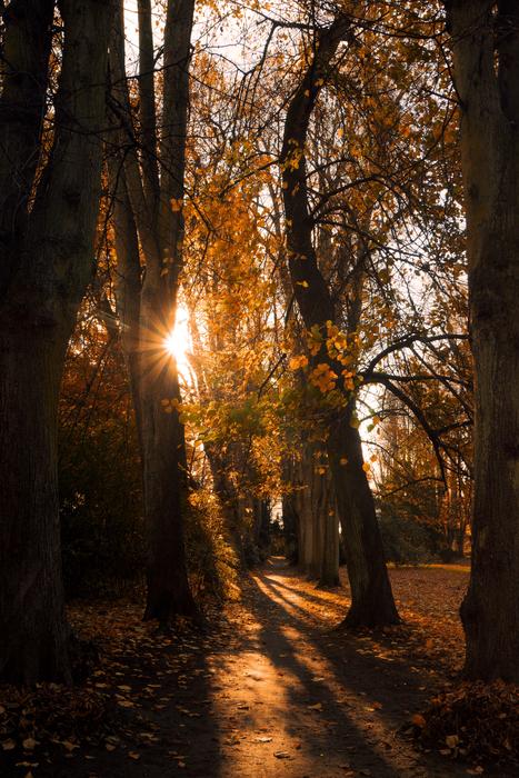 Landscape Park Forest