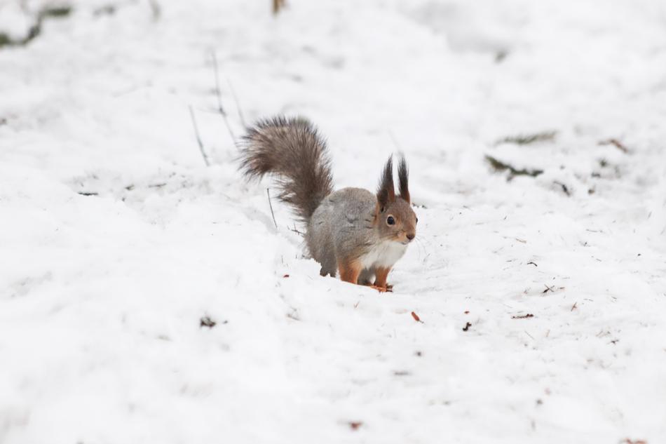 Snow Winter Coldly