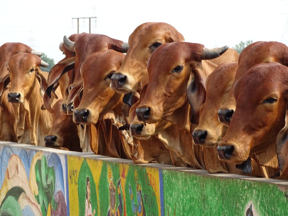 Cow Indian Holy