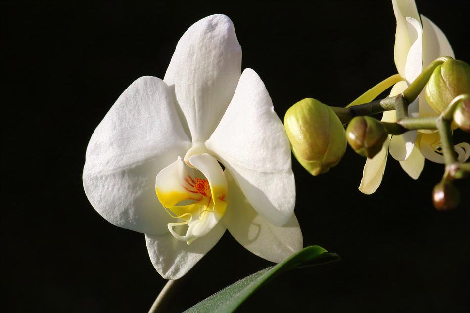 Flower Flora Nature