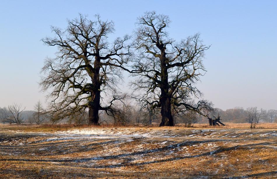 Nature Tree