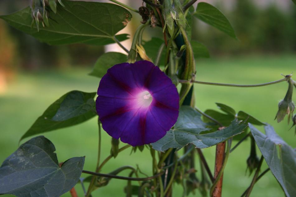 Flower Summer Blue