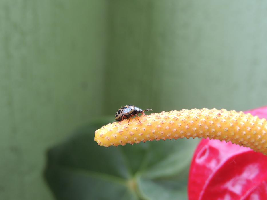 Macro Insect Ladybug
