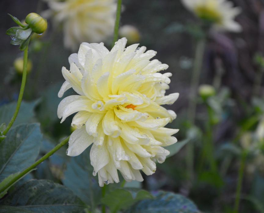 Yellow Flowers White Profile