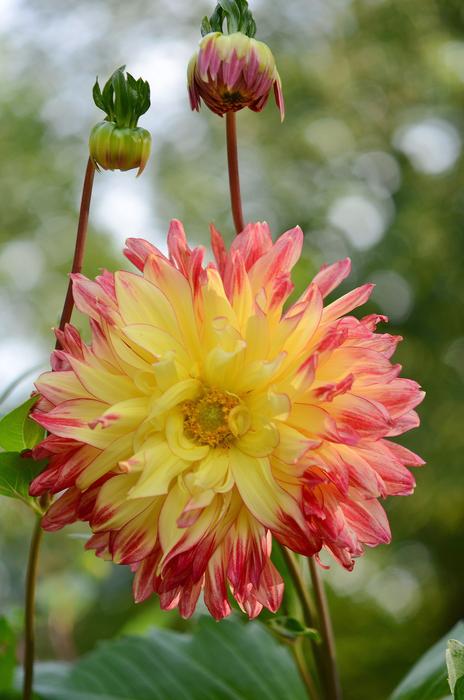 macro Flower Nature Spring