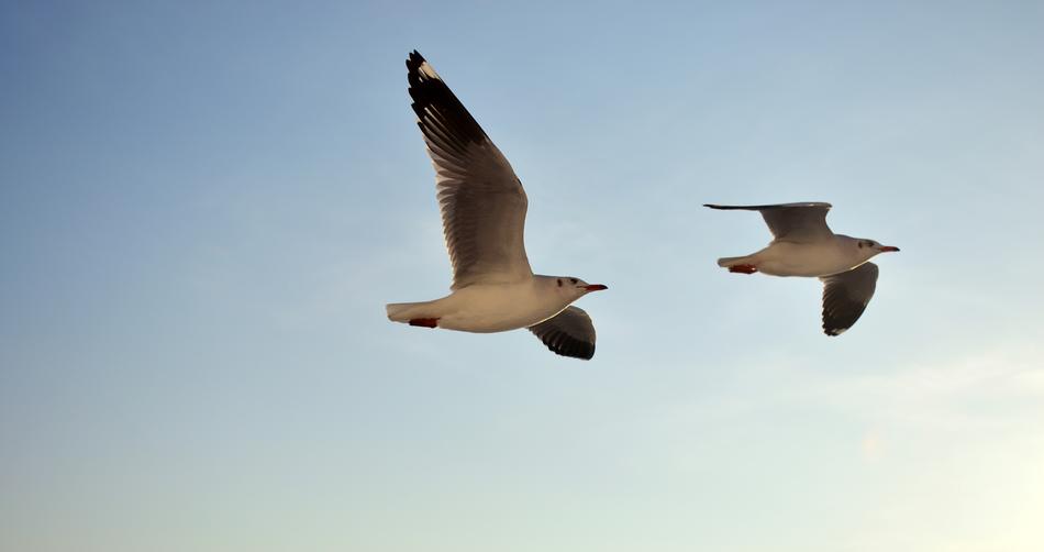 Seagull Sky Flying