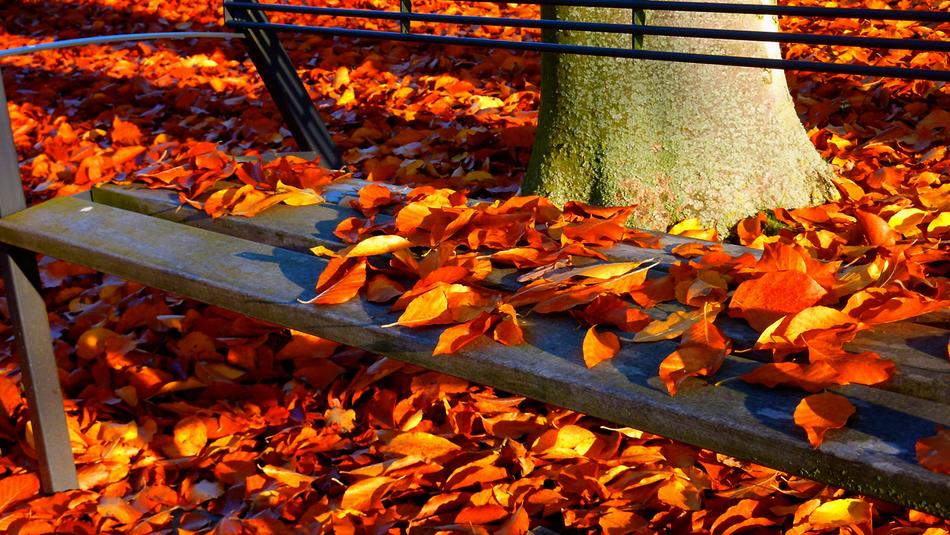 Autumn Forest Walk