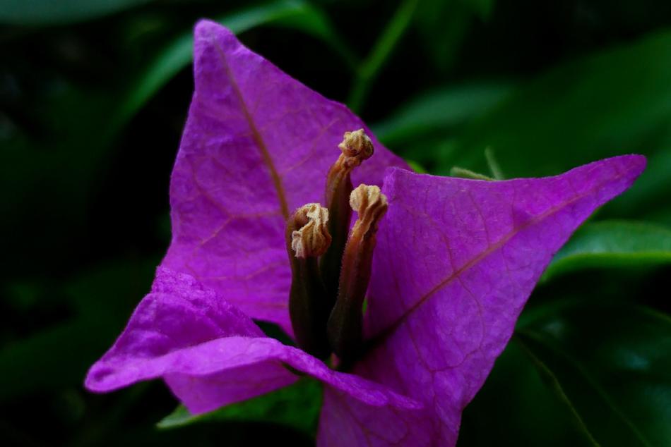 Bougainvillea Pistil Petal flower