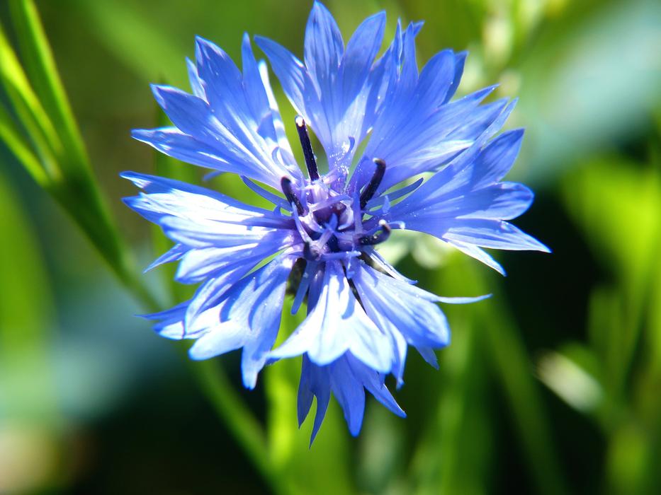 Flower Blue macro blur