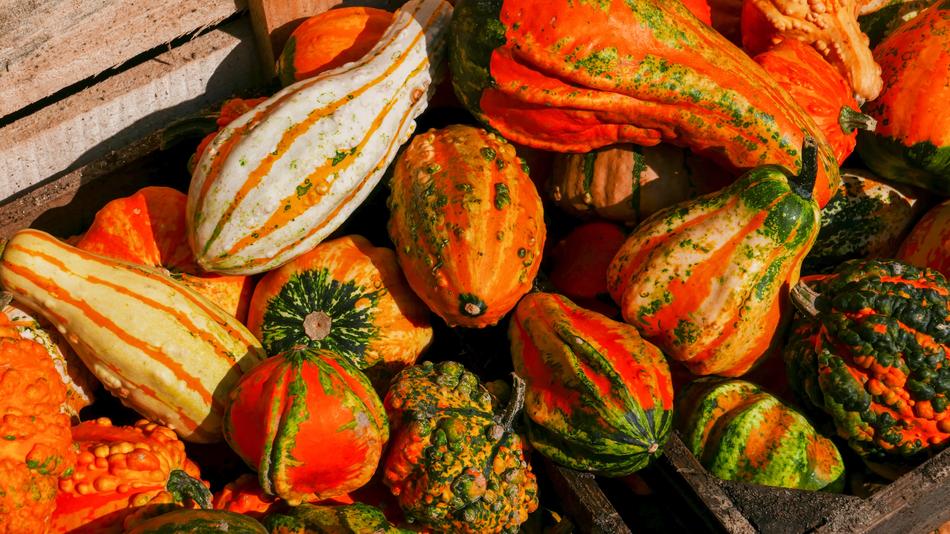 Fall Pumpkin Autumn