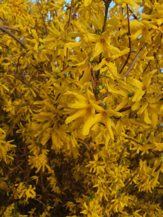 Nature Yellow macro blur