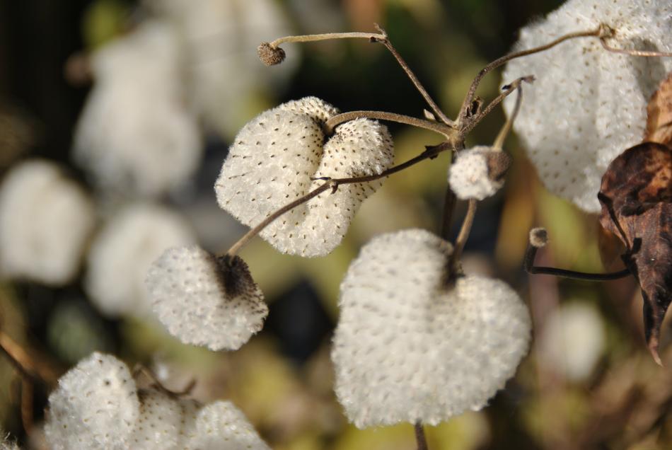 Plant Wool Bush