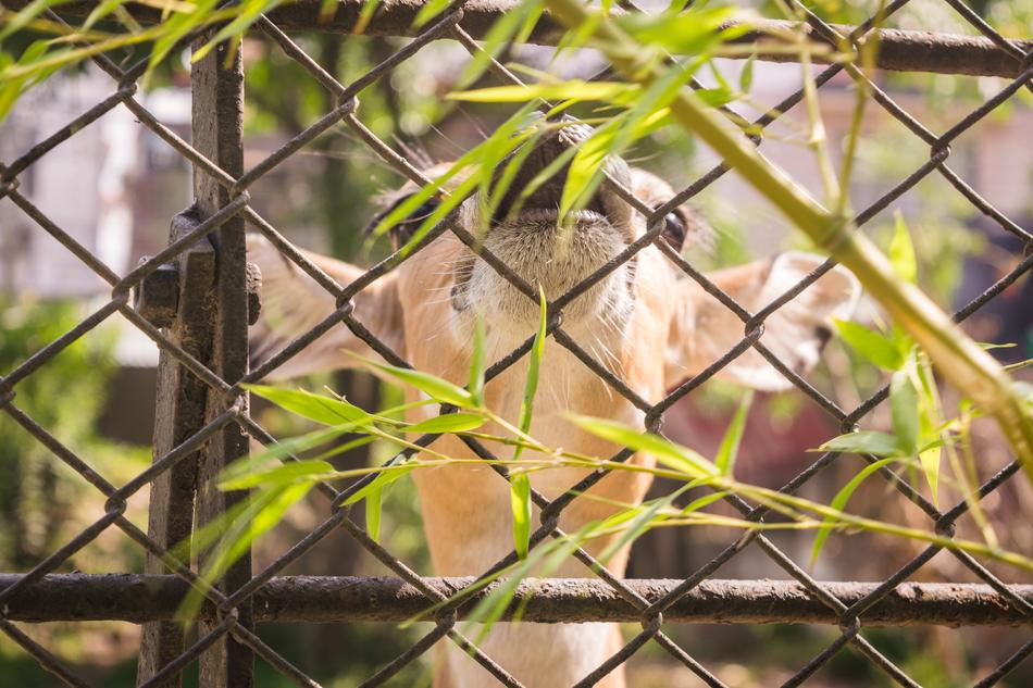 Nature Wildlife Animal
