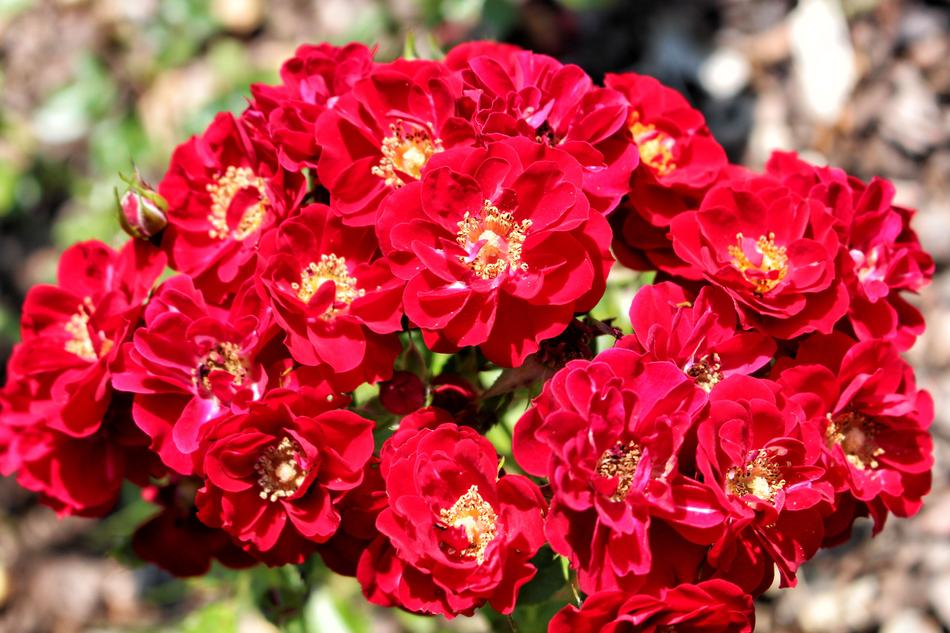 Roses Rose Flowers free image download