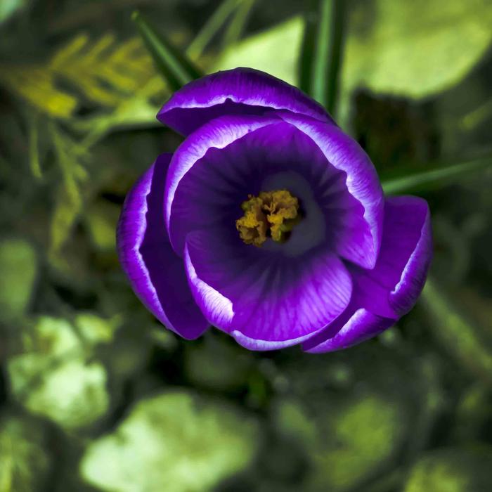 Flower Nature Plant