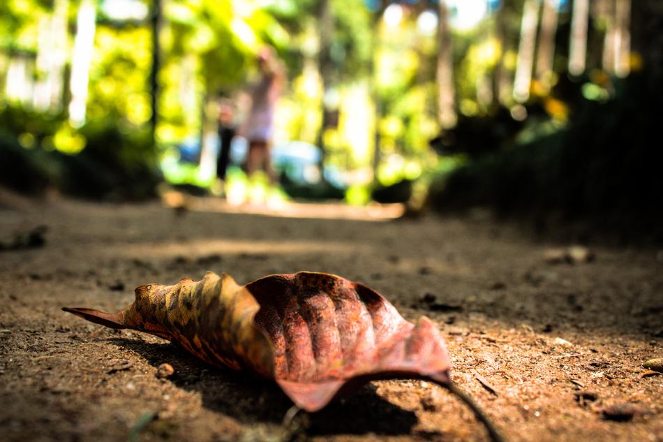 Path Leaves Nature