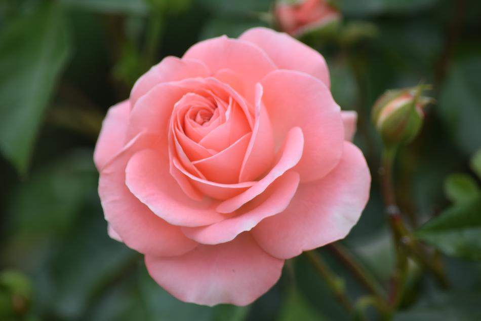 Flower Rosa Plant