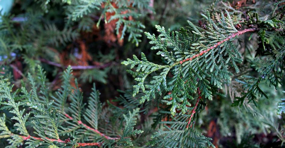 Tree Nature Needle