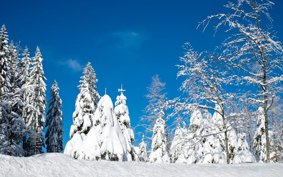 Wintry Snow Firs