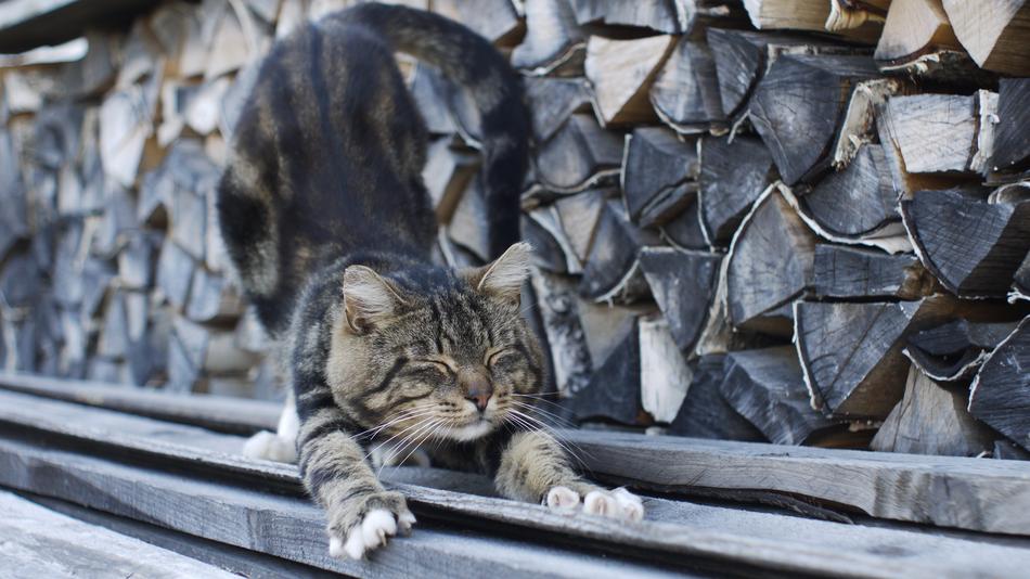 Animals Background Cat