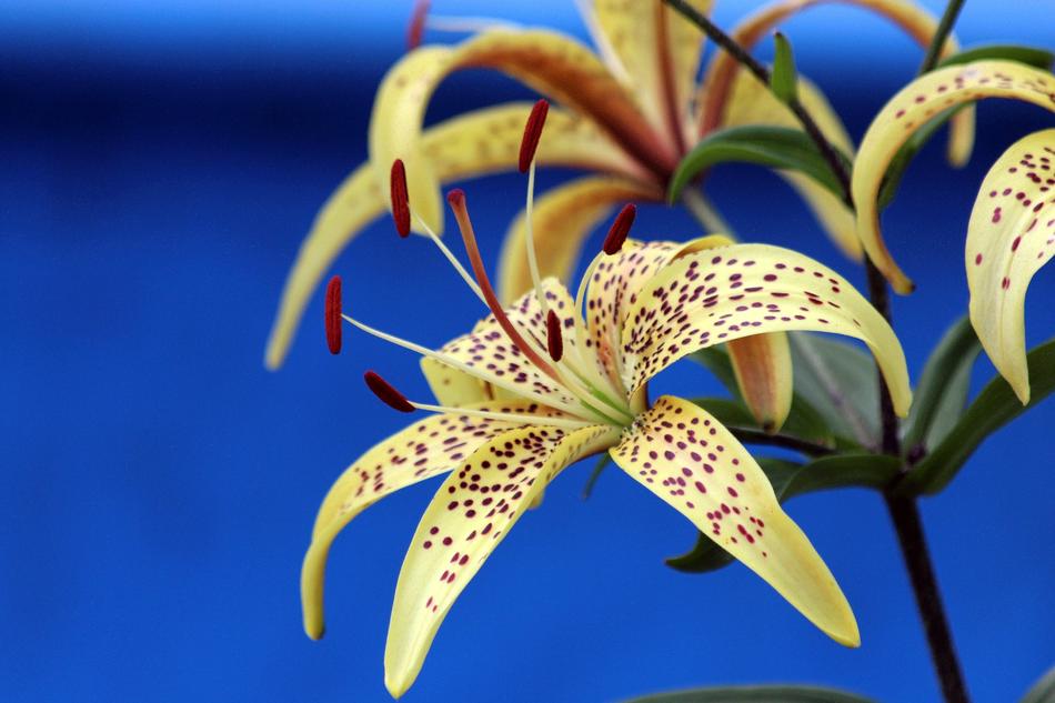 Line Nature Plant
