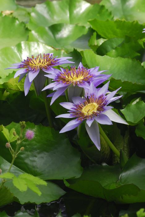 Plant Nature Flower